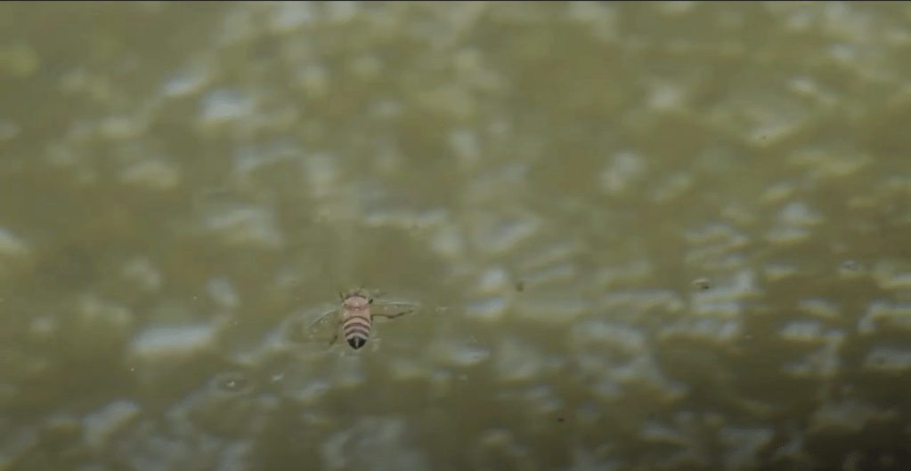 Review #BLACKCANVAS2020: RESISTENCIA