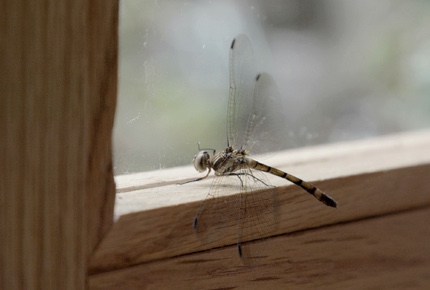 Film Diary #FICUNAM11:&nbsp;Fragmentos